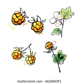 Vector illustration of super food Cloudberry. Organic healthy dietary supplement. Black outlines and bright watercolor stains, splashes and drips. Isolated on white background. 