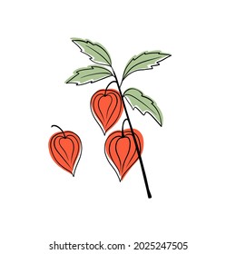 Vector illustration of super food Golden berries or Physalis. Organic healthy dietary supplement. Hand drawn isolated objects on white background. 
