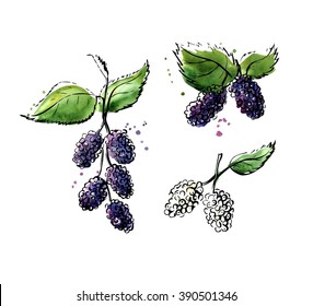 Vector illustration of super food Mulberry. Organic healthy dietary supplement. Black outlines and bright colorful watercolor stains, splashes and drips. Isolated on white background.