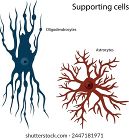 Vector illustration of supporting cells Oligodendrocytes and astrocytes.