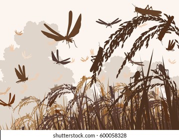 Vector illustration of a swarm of locusts attacking rice plants and threatening food security 