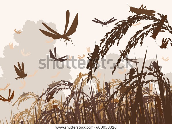 稲を襲うイナゴの群れのベクターイラストと食の安全を脅かすイラスト のベクター画像素材 ロイヤリティフリー
