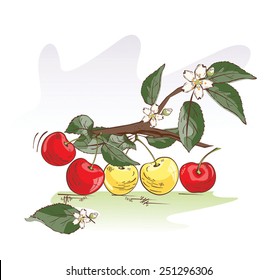 Vector illustration of sweet cherry branch