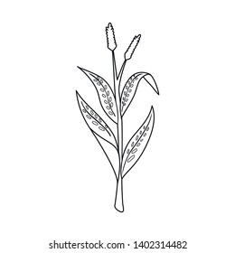 Vector illustration of sweet and corn symbol. Collection of sweet and botanical vector icon for stock.