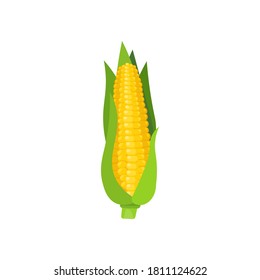 Vector illustration of sweet golden corn. Bunch of Corn.