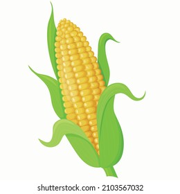 Vector illustration of sweet golden corn. An ear of corn. Icon. Farming. A design element.