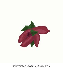 ilustración vectorial de batata