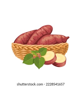 Vector illustration, sweet potato in a basket, with fresh leaves and slices, isolated on white, suitable for posters, websites, brochures and agricultural product packaging.