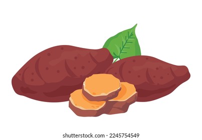 Vector illustration, sweet potato with fresh leaves and slices, isolated on white, suitable for posters, websites, brochures and agricultural products packaging.