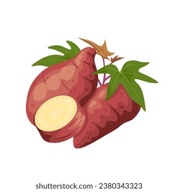 Vector illustration, sweet potato with fresh leaves and slices, isolated on white, suitable for posters, websites, brochures and agricultural products packaging.
