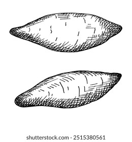 Ilustração vetorial com frutas de batata doce. Planta gravada desenhada à mão sobre fundo isolado. Comida saudável, colheita. Elementos para etiqueta, cartão, adesivo, menu, impressão, papel, embalagem, sinal