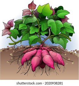 Vector illustration of a sweet potato plant.