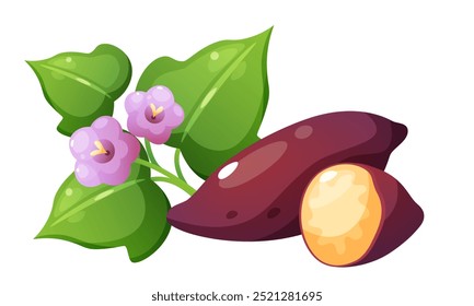 Vector illustration of sweet potato and yam. Set of vegetables in different forms. Yellow vegetable with purple skin in whole form, cut in half, and in circles, foliage and flower of sweet potato.