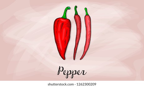 Vector Illustration of sweet and spicy pepper sketch style