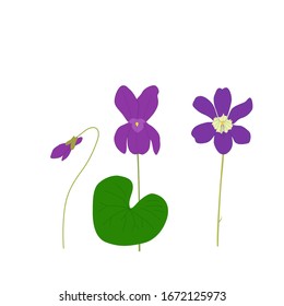 Vector illustration of sweet violet isolated on white background in cartoon flat style. Macro of just bloomed spring violet flowers.
