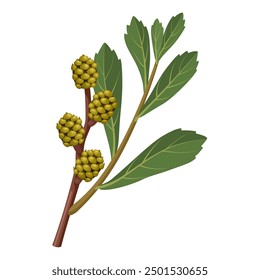 Vektorgrafik von Sweetgale oder Bog Myrtle, wissenschaftlicher Name Myrica gale, einzeln auf weißem Hintergrund.