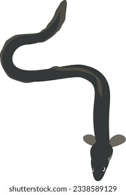 Vector illustration of swimming eel. #10