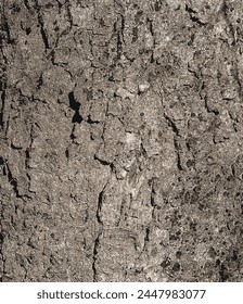 Vector illustration of Sycamore bark background. Acer pseudoplatanus L. Texture pattern for designers
