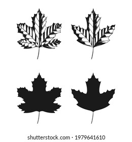Vektorgrafik von Sycamorblättern einzeln auf weißem Hintergrund. Ahornblatt-Clipart-Kunst.