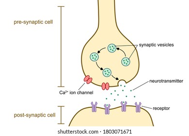 Vector Illustration Of Synapse And Neurotransmitter Diagram.