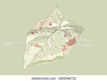 Vector Illustration of Syngonium Milk Confetti, Pink Spot, Pink Splash