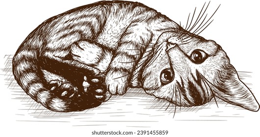 Vector illustration of a tabby kitten curled into a ball in engraving style