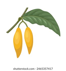 Vector illustration, Tabernanthe iboga, or better known as Iboga, herbal plant, isolated on white background.