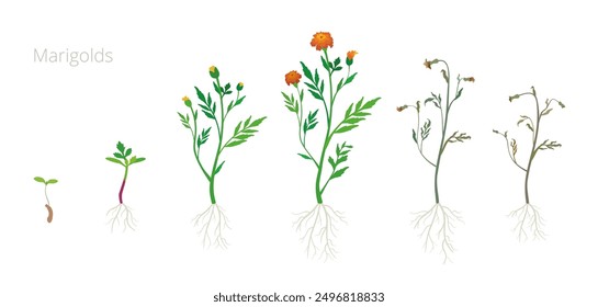 Ilustración vectorial de las etapas de crecimiento de Tagetes o Marigolds. Incluir plantas marchitas y secas