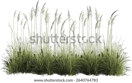 Vector illustration tall meadow grass, nature cut out, transparent backgrounds, wild green field, isolated grass clipart, botanical plant, summer foliage, eco friendly design