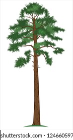 Vector illustration of tall pine-tree