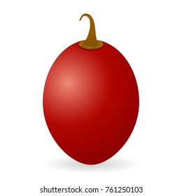 Vector illustration of tamarillo isolated on white background