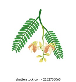 Vector illustration of tamarind flower or tamarindus indica, with green leaves, isolated on a white background.