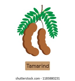 Vector illustration of tamarind fruit isolated on white background