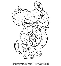 Vector illustration with tangerine with leaves  white background