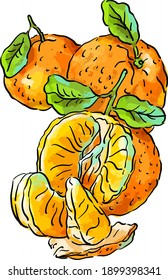 Vector illustration with tangerine with leaves  white background