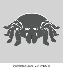 Vector Illustration of a Tarantula Spider – Front View Flat Design