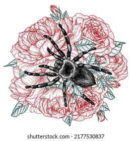 Vector illustration of a tarantula spider on a bouquet of roses in the style of engraving