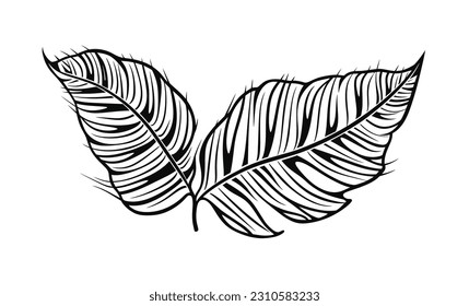 Ilustración vectorial, Ilustración de hojas de Taro