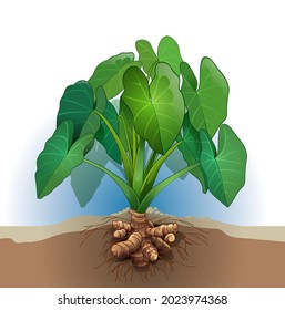 Vector Illustration Of A Taro Tuber Plant.