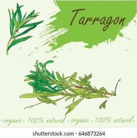 Vector illustration of tarragon
