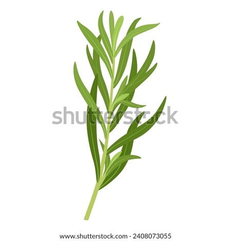 Vector illustration, Tarragon or Artemisia dracunculus, isolated on white background. Stock photo © 