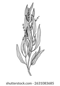 Vector illustration of a Tarragon sprig with thin leaves in outline style. Linear drawing of Estragon painted by black inks t for culinary designs or cook book. Sketch of kitchen herb for menu.