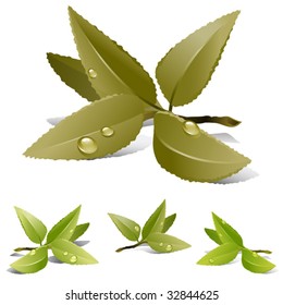 ilustración vectorial de hojas de té