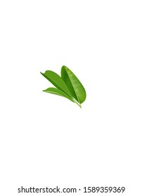 Vector illustration tea leaves for design work