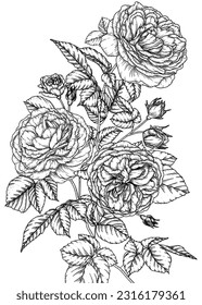 Vector illustration of a tea rose branch in engraving style