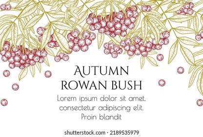 Vector illustration template in engraving style. Graphic linear rowan bush