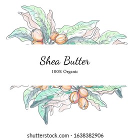 Vector illustration with template of shea nuts drawn by digital watercolour. Design for shea butter organic products packaging and label. Healthy and natural