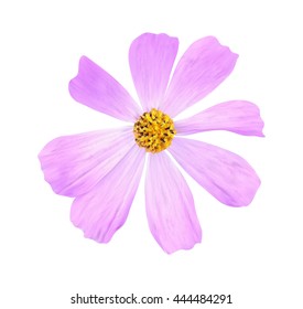 Vector Illustration of a tender pink camomile flower isolated on white background