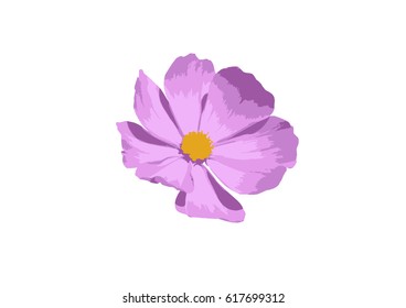  Vector Illustration of a tender pink  Cosmos Flower Isolated on White Background