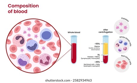 Vector illustration of a test tube filled with blood demonstrates composition and structure as well as immune cells, plasma and red blood cells